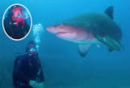 Shark Beach with Chris Hemsworth 2021
